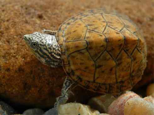 玄武:传说的兽原型探秘(平胸龟) 玄武:传说的兽原型探秘(平胸龟)