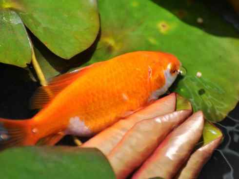 龙:传说的兽原型探秘(鲤鱼) 龙:传说的兽原型探秘(鲤鱼)