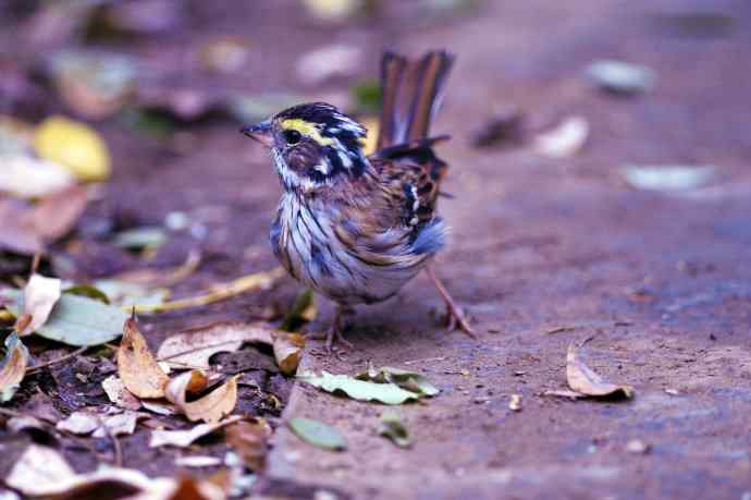 不修边幅(跟踪记录的一只小鸟)2 不修边幅(跟踪记录的一只小鸟)2