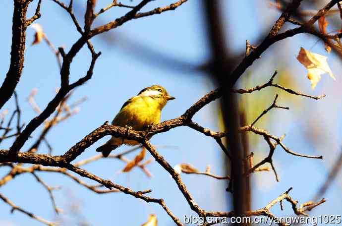 北京万源路小花园的鸟类——黄腹山雀（3）
