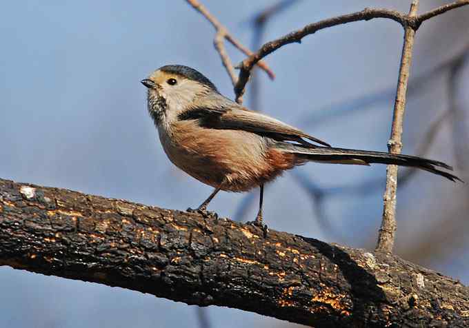 北京植物园赏鸟（四），银喉长尾山雀（组图）