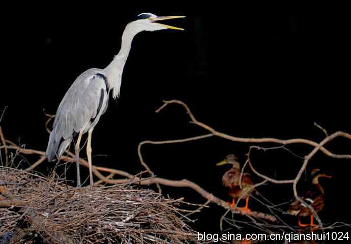 一只漂亮的苍鹭(稻香湖) 一只漂亮的苍鹭(稻香湖)