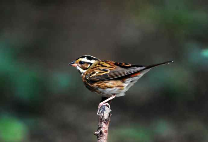 登枝的三道眉草鹀
