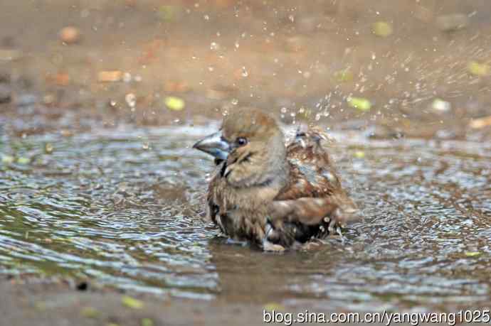 洗浴中的锡嘴雀（3）