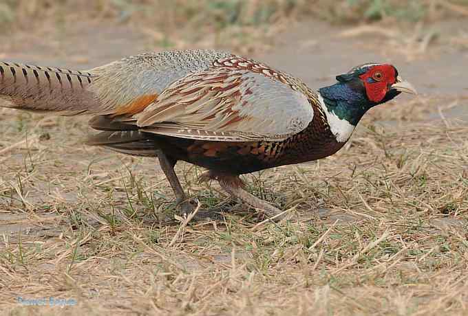 雄风大雉争欢斗勇