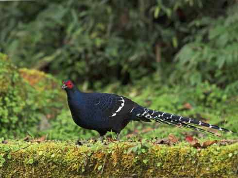 凤凰：传说的鸟原型探秘（雉鸡）