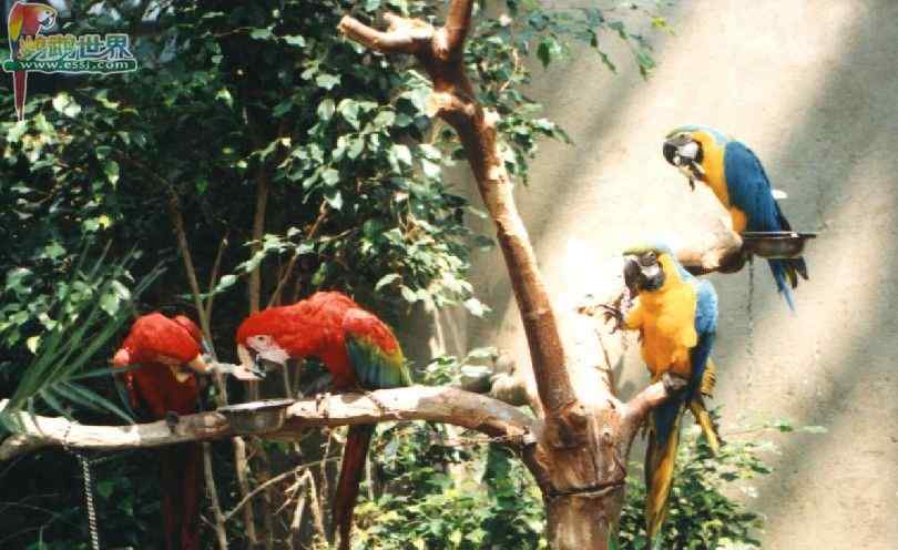 血鹦鹉的疾病预防与防治