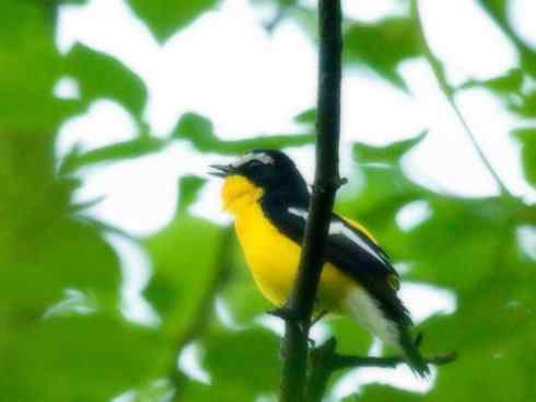 美丽无罪:雀鸟之姬鹟 美丽无罪:雀鸟之姬鹟