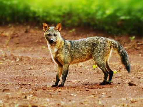犬科：狐亚科食蟹狐属之食蟹狐