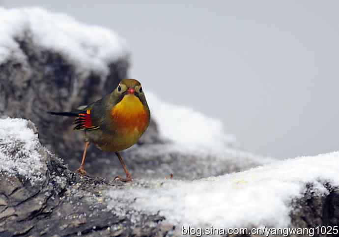 雪中相思鸟 wbr2