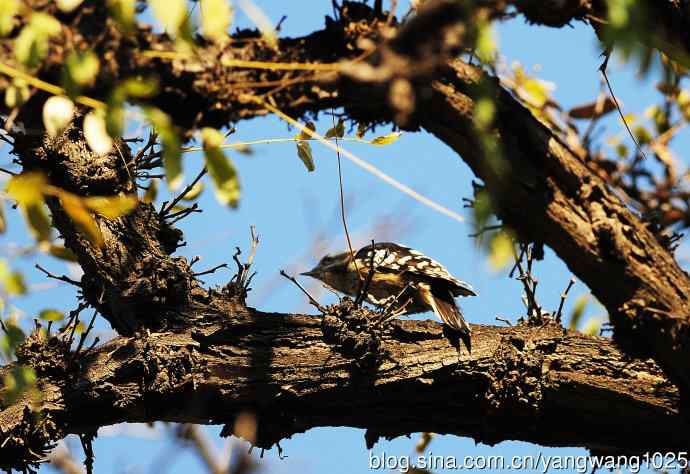 白背啄木鸟（记录版）