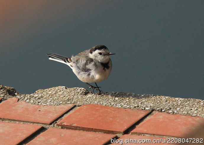 151.圣诞节送上12月份拍新鸟