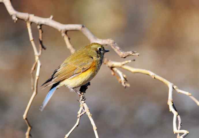 雌性红胁蓝尾鸲（16）