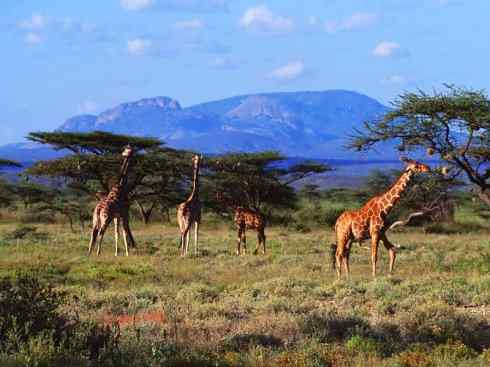 麒麟：传说的兽原型探秘（长颈鹿）