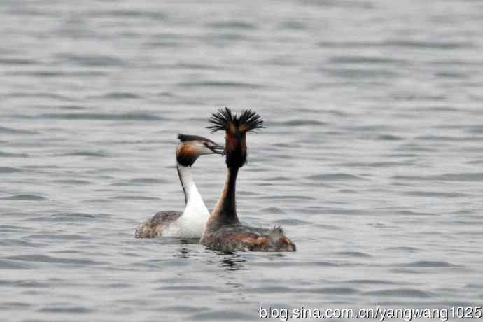 蜜月中的凤头