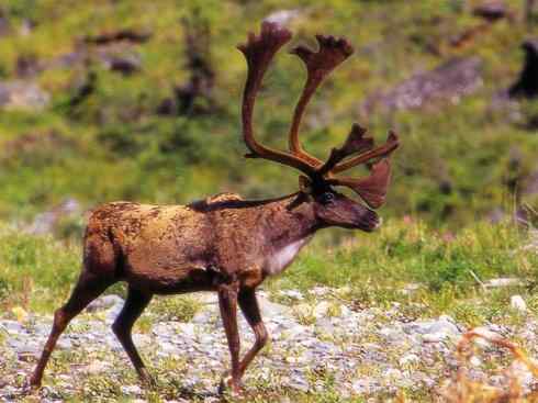 自然奇观：动物大迁徙(北美驯鹿长征)