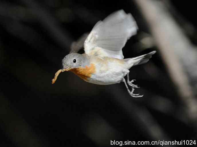 不愁吃喝的小鸟.红胸姬鹟(圆明园)