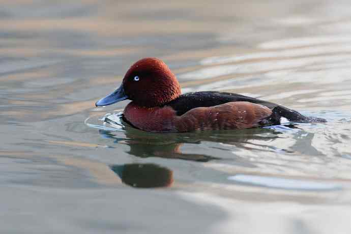 稻香湖的潜鸭☆