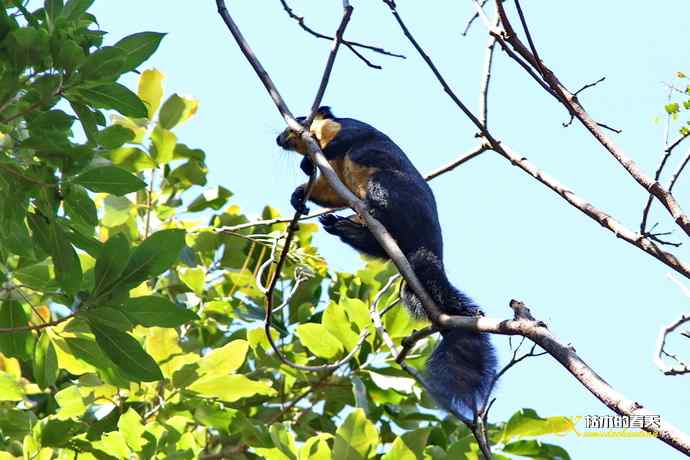 云南拍鸟的几张记录片