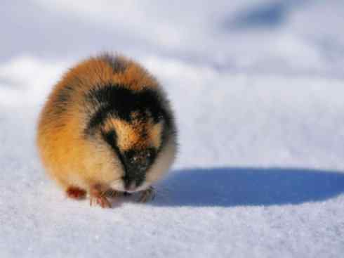 自然奇观：动物大迁徙(非洲大迁徙)