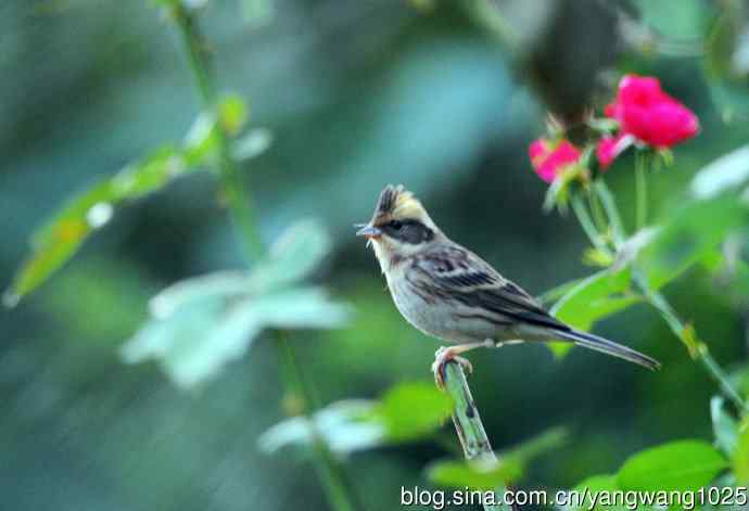雌性黄喉鹀（4）