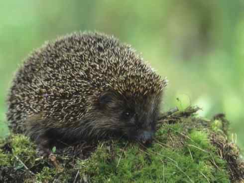 动物世界：山寨还是原创之三（针鼹、鸭嘴兽 ）