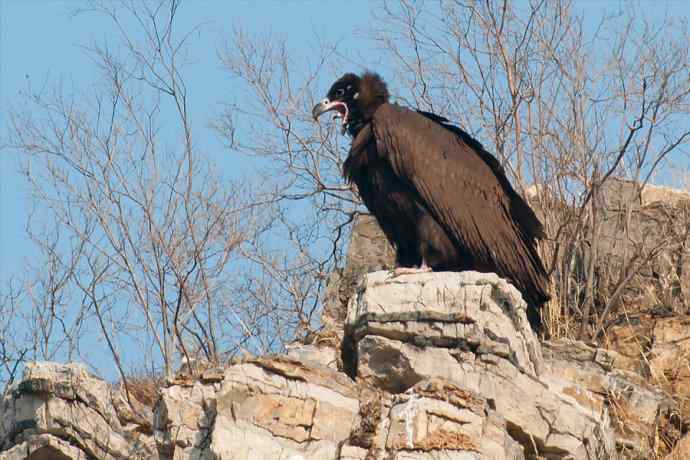 新拍座山雕☆☆