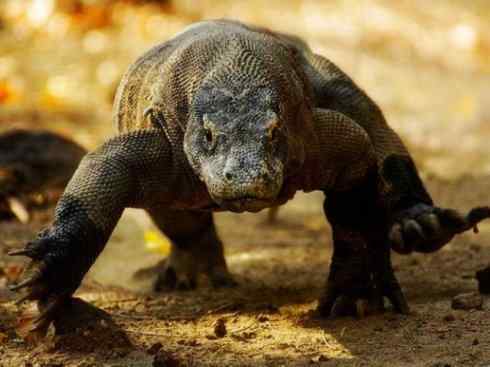 绝色攀禽：佛法僧目之三宝鸟