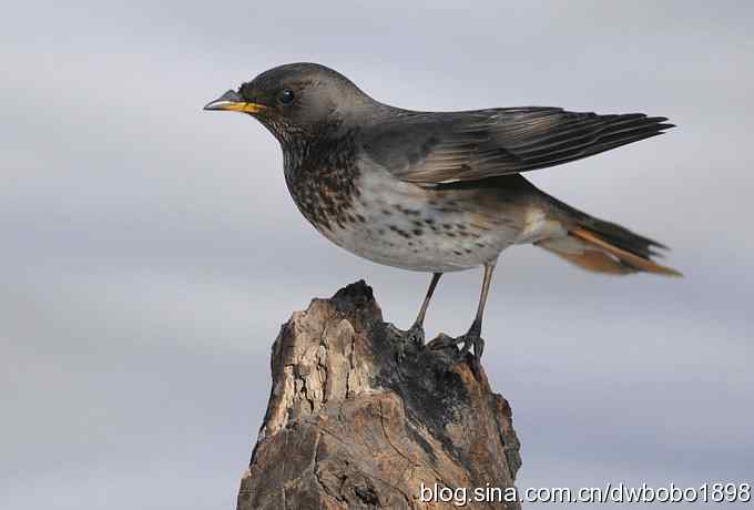 赤颈鸫和小鹪鹩