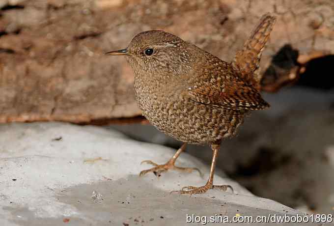 精灵般的小鹪鹩