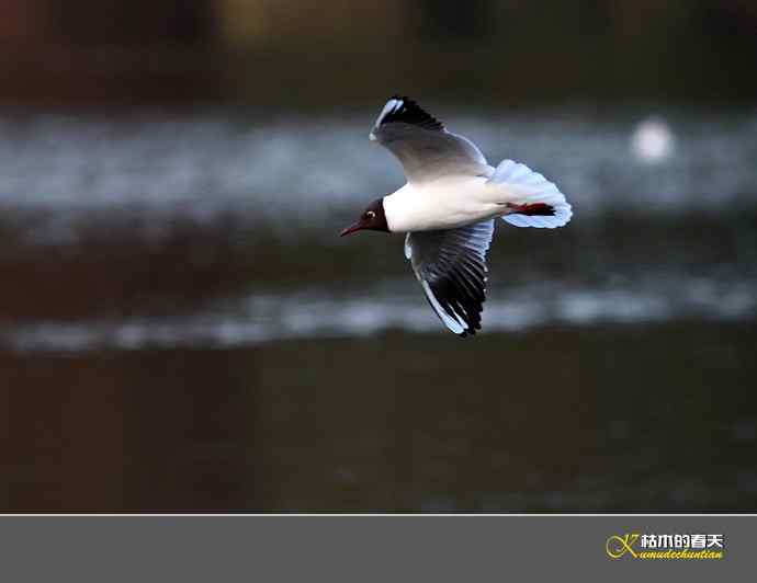 气定神闲鈥満熳炫糕