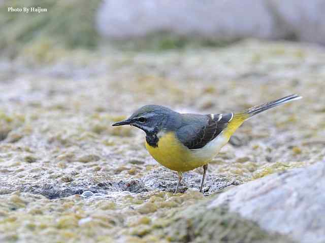 房山十渡(灰鹡鸰) 房山十渡(灰鹡鸰)