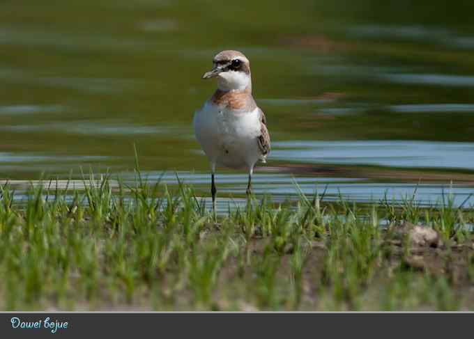 蒙古沙鸻和红喉鹨