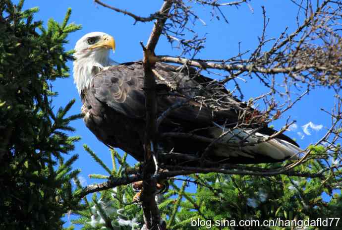 鹰爪之下 wbr焉有完鸟？