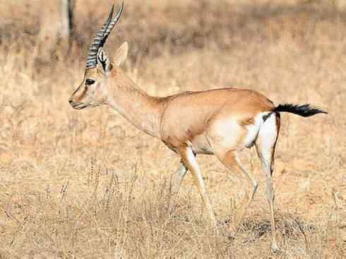 麒麟：传说的兽原型探秘（鹿羚）