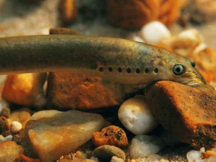 鱼类活化石：背眼七鳃鳗