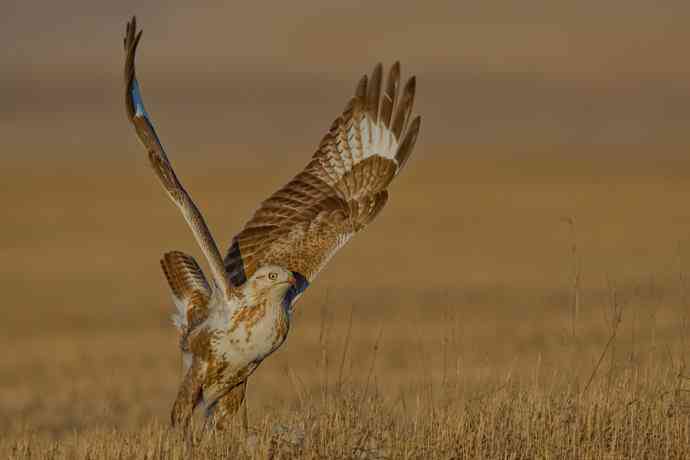驹行千里追落日 醉美夕阳摄大雕
