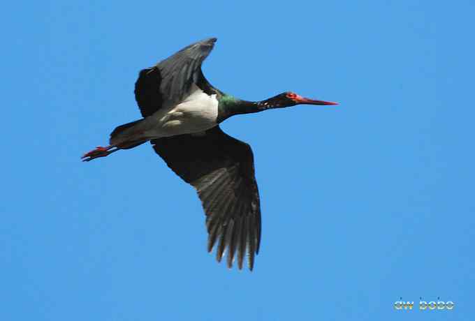 十渡观赏黑鹳捕鱼