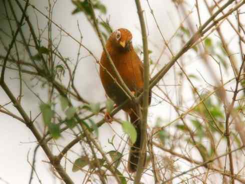 家禽驯化之源之十五 家禽驯化之源之十五