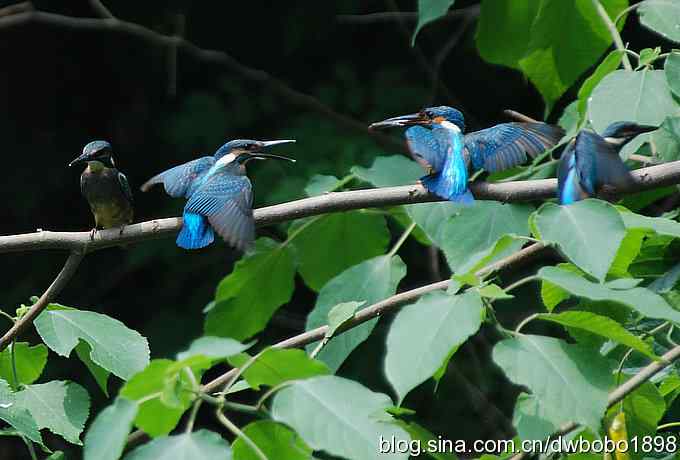 小小翠儿沐浴着父爱快乐成长--献给父亲节