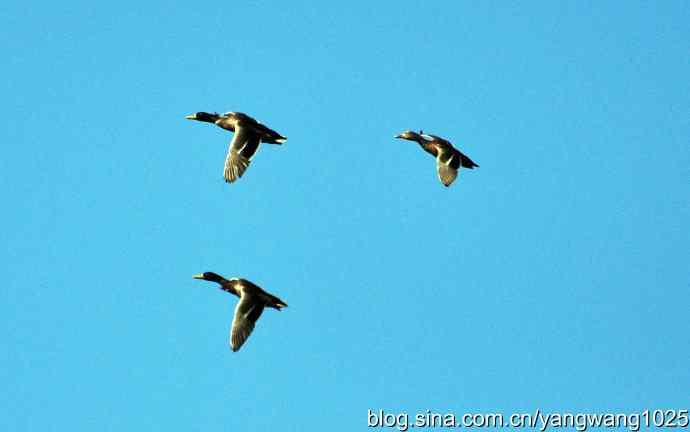 飞 wbr（雁） wbr1