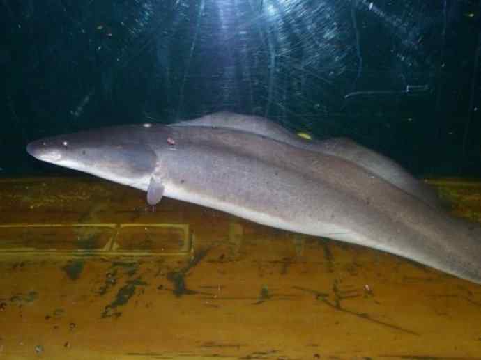 鱼类活化石：裸臀鱼