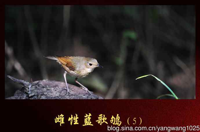 北京天坛公园的鸟类——雌性蓝歌鸲（5）