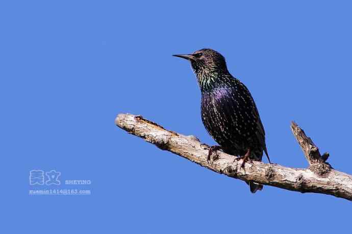 四川西昌鸟类摄影——紫翅椋鸟