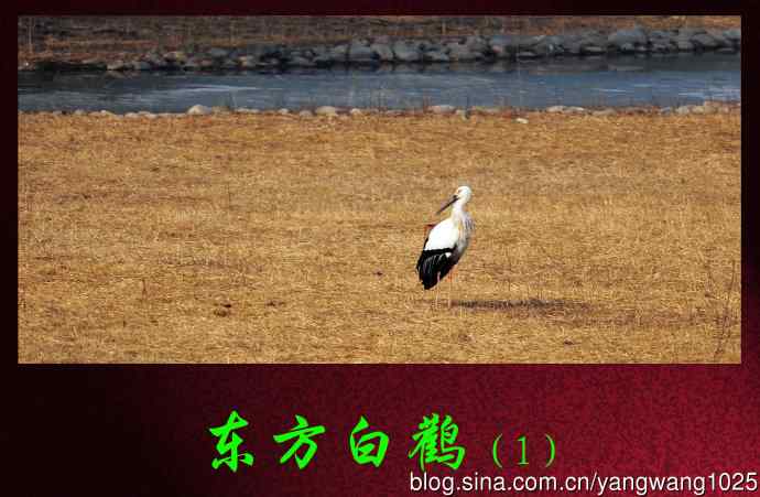 北京南海子公园的鸟类——东方白鹳（1）