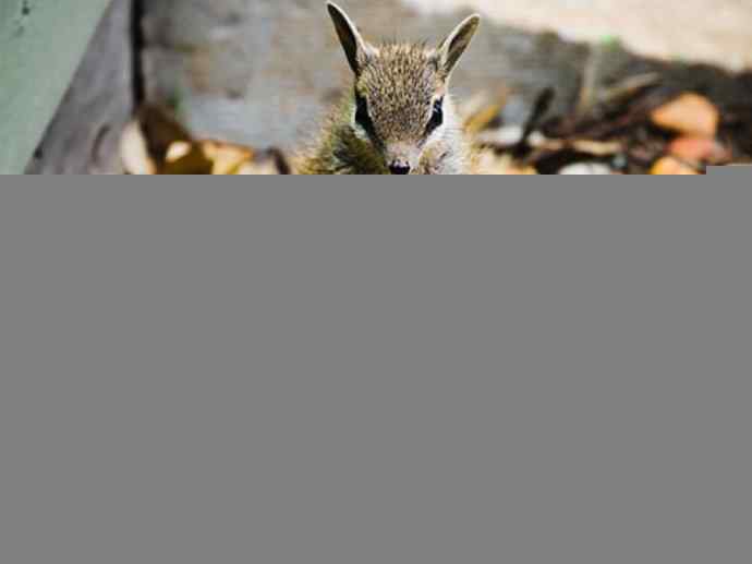 盘点十二大著名食蚁动物:袋食蚁兽 盘点十二大著名食蚁动物:袋食蚁兽