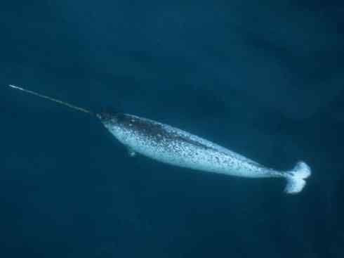 独角兽:传说的兽原型探秘(独角鲸) 独角兽:传说的兽原型探秘(独角鲸)