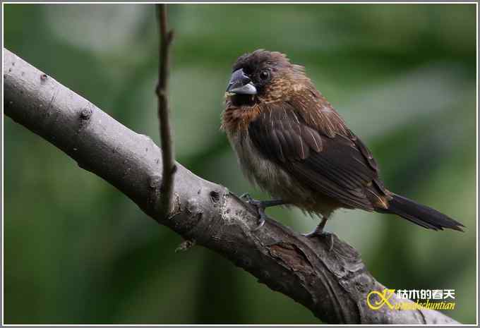棕腹啄木鸟和其他【照片】