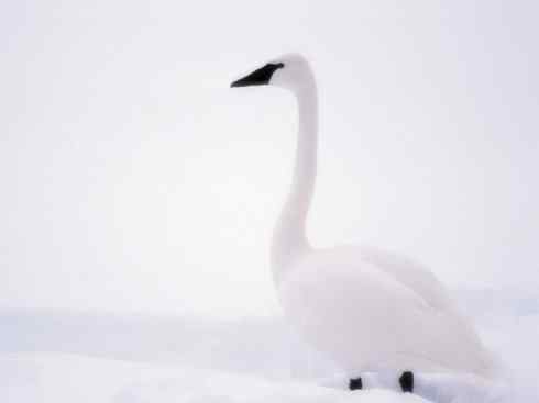 凤凰：传说中的鸟原型探秘（鹇）