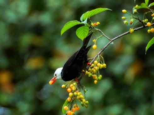 白头鸟系列:另类的美丽（黑短脚鹎）